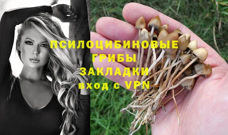 Галлюциногенные грибы Psilocybe  Аргун 